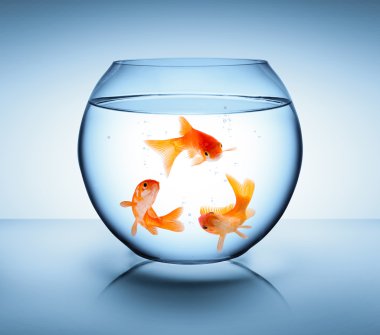 geri dönüşüm kavramı içinde Goldfish