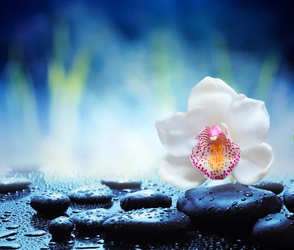 White orchid and wet black stones — Stock Photo, Image