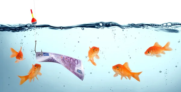 Goldfish in danger - euro as bait - concept deception — Stock Photo, Image