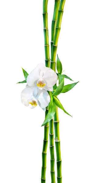 Парная концепция - два цветка орхидеи и побеги бамбука — стоковое фото