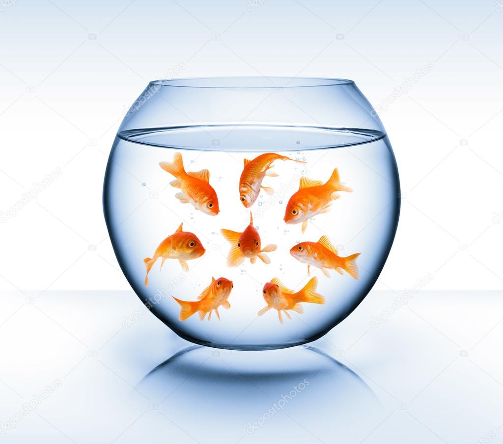 Goldfish - diversity concept, bullying and isolation