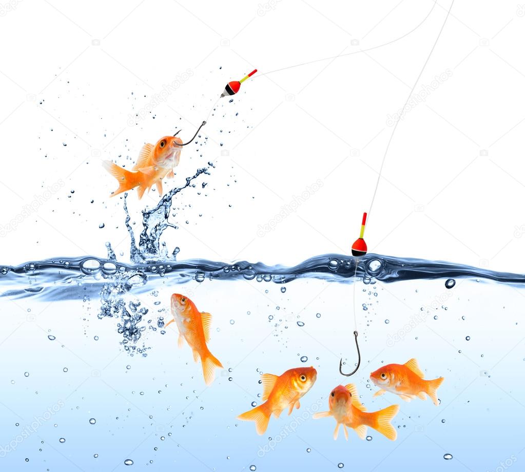 Goldfish bait - capture and deception concept