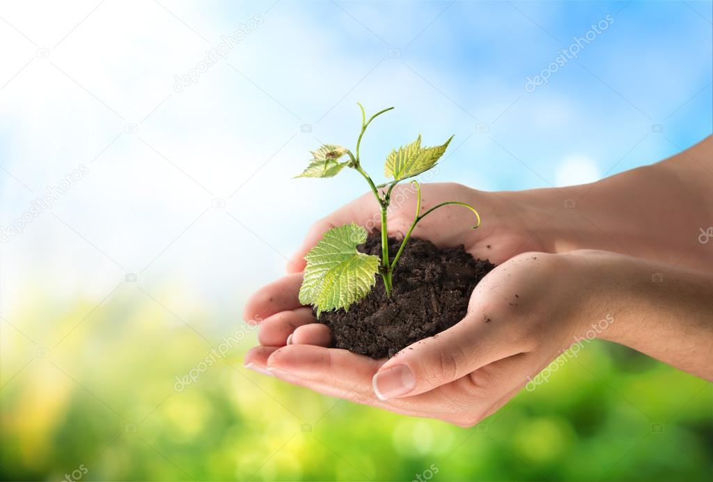 Agriculture concept, little plant in hands