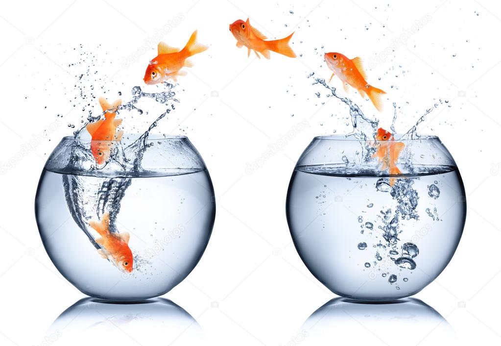 Goldfish - change concept - isolated