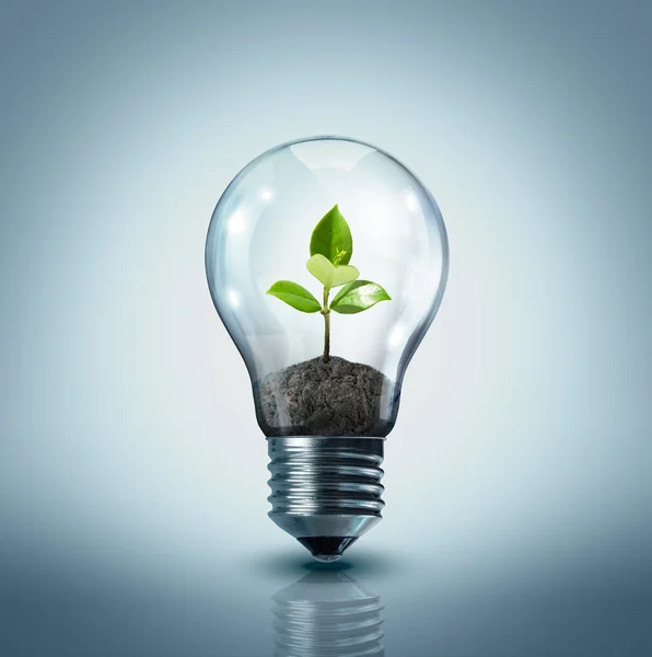 Ecological idea - plant in lamp — Stock Photo, Image