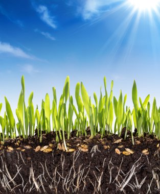 Growth concept - background - soil in spring clipart