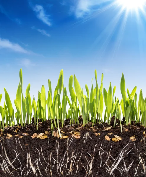 Growth concept - background - soil in spring — Stock Photo, Image