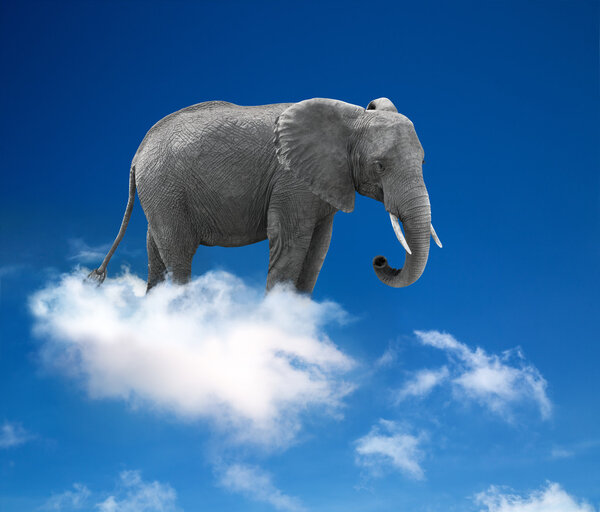 Elephant in the clouds - lightness and fantasy concept