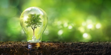 Ağaclı Lamba - Ekoloji Enerjisi Geliştirme Kavramı