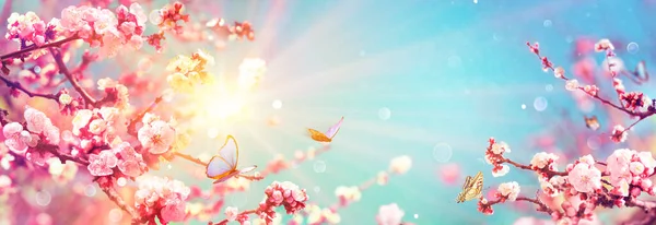 Blooming Flowers Sky Spring Background Defocused Abstract Light — Stock Photo, Image