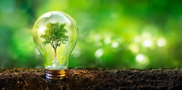Lâmpada Com Árvore Conceito Desenvolvimento Energia Ecológica — Fotografia de Stock