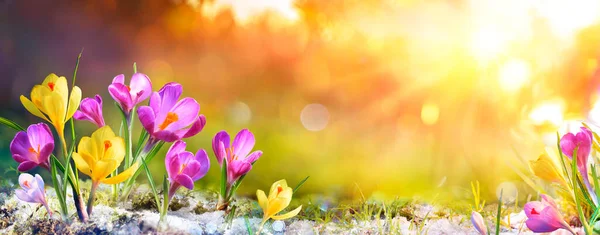 Vårblommor Krokus Blommor Gräs Med Solljus — Stockfoto