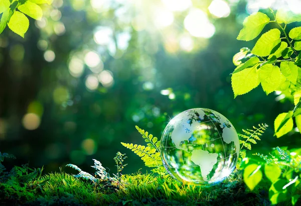 Environnement Globe Verre Sur Mousse Herbe Dans Forêt Planète Verte — Photo