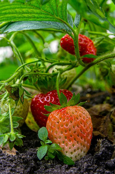Nervöse Reife Erdbeeren Zusammen Mit Unreifen Auf Dem Boden Der — Stockfoto