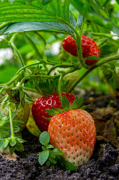 Gergin olgun çilekler ve olgunlaşmamış böğürtlenler sabah güneşinde yerde, yatay olarak fotoğraflanmış.