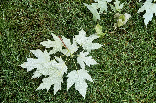 Naturkatastrophen Lassen Niemanden Gleichgültig Die Folgen Sind Verheerend Und Schaden — Stockfoto