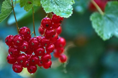 SONY DSC Bu kırmızı, yakut renkli böğürtlenler, görünümleri, tat zenginliğini ve yararlı özellikleri gösterir; ben böyle bir modeli sabahın erken saatlerinde parlak güneş ışığında fotoğraf olmadan geçemedim.                     