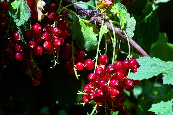 Сони Dsc Красные Рубиновые Ягоды Внешнему Виду Показывают Богатство Вкуса — стоковое фото
