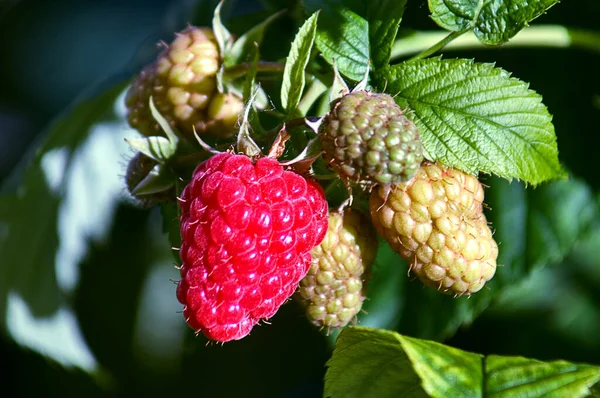 Sony Dsc Red Ruby Colored Berries Appearance Show Richness Taste — Stockfoto