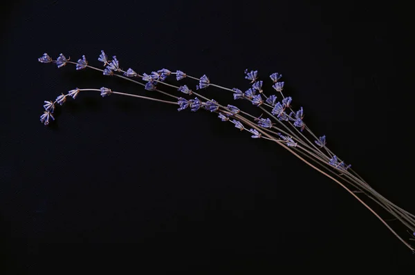 SONY Dry lavender flowers with their scent soothe and remind of summer time in the coldest weather, photographed in studio under artificial lighting against a black background.