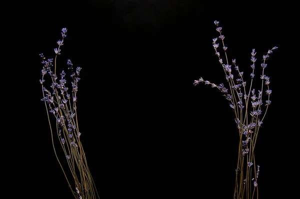 SONY Dry lavender flowers with their scent soothe and remind of summer time in the coldest weather, photographed in studio under artificial lighting against a black background.