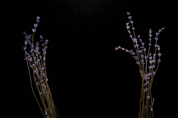 Sony Dry Lavender Flowers Scent Soothe Remind Summer Time Coldest Imágenes de stock libres de derechos