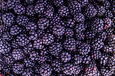 Özür dilerim. Blackberry, soğuk mevsimde pek çok insanın sağlığa ve hastalıklara yardım etmesine yardımcı oluyor. Bu böğürtlenin yanından geçemedim ve fotoğrafını çekemedim. Üzerinde doğal ışık olan bir fotoğraf çektim..