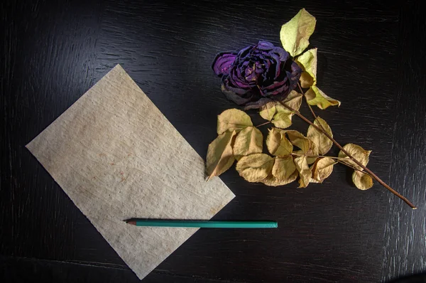 SONY. Several variants of paper for writing notes with a certain nostalgic content, with a withered rose showing how long ago the note was written, photographed in a studio under artificial lighting, from above.