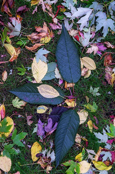 Сынок Цвета Осени Могли Пройти Мимо Красоты Опавшие Разноцветные Листья — стоковое фото