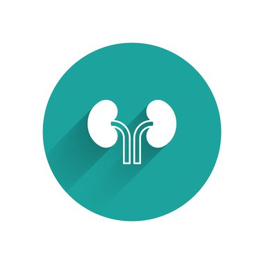 Beyaz insan böbrekleri uzun gölgeli arka plan izole edilmiş. Yeşil daire düğmesi. Vektör.