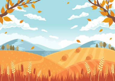 Autumn landscape. Fields with crops, wheat golden ripe spikelets, round hay bales. Vector illustration flat style