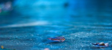 Suyun üzerinde yaprak