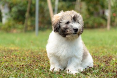 bahçedeki küçük coton de tulear köpek
