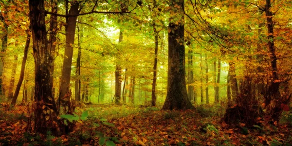 Foresta incantata in una mattina di ottobre in Baviera — Foto Stock