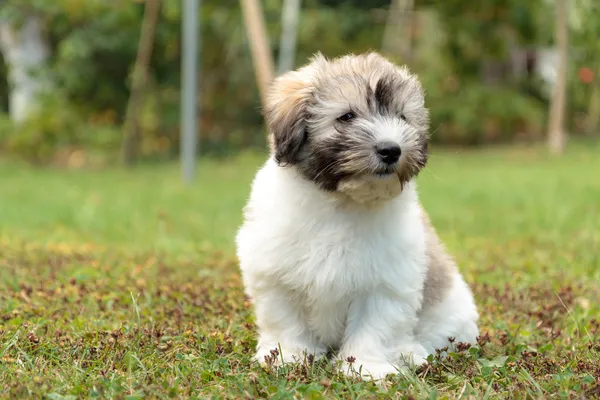 Coton De Tulear Pictures Coton De Tulear Stock Photos Images Depositphotos