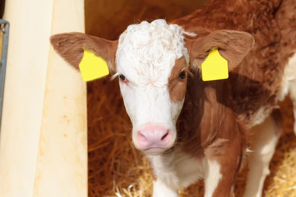 Cute Calf. Picture of a nine day old little cow in Bavaria