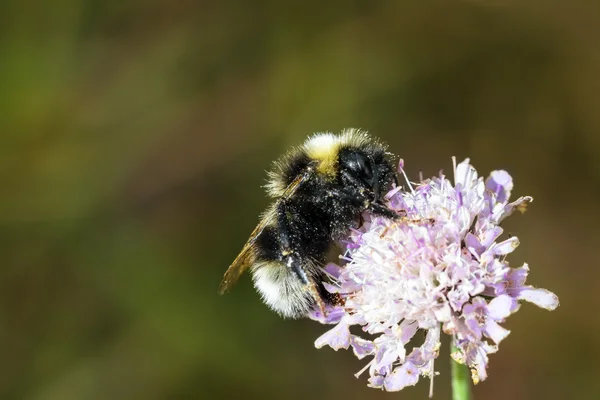 Macro Bumblebee industrial de um Bumblebee em uma flor de manhã — Fotografia de Stock