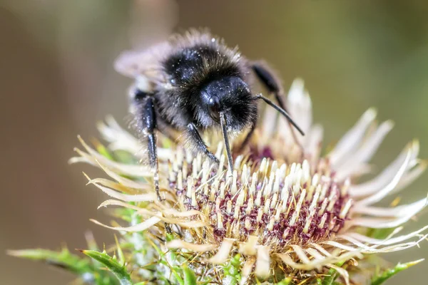 Macro Bumblebee industrial de um Bumblebee em uma flor de manhã — Fotografia de Stock