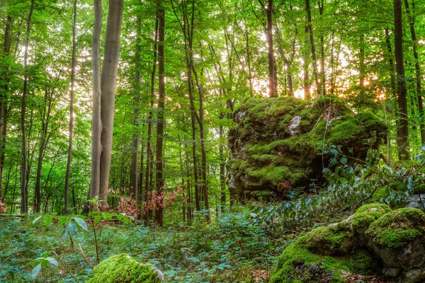 Summer Forest Evening Picture of a Forest in Bavaria Shot was taken on a warm High Summer August day in a rocky forest area in Upper Franconia — Stock Photo, Image