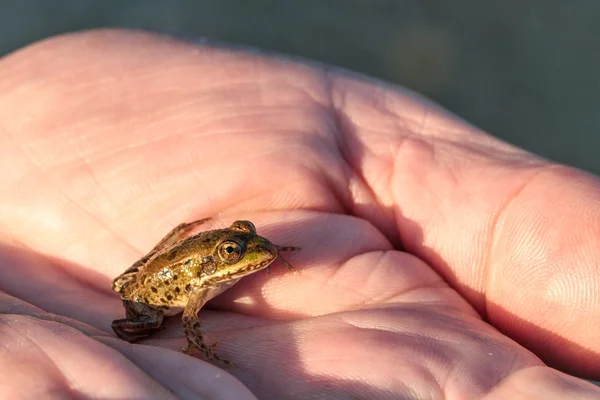 Better a Frog in the hand than the flies in the house. Picture of a little frog on the palm of one's hand in Bavaria, Germany — Stock Photo, Image