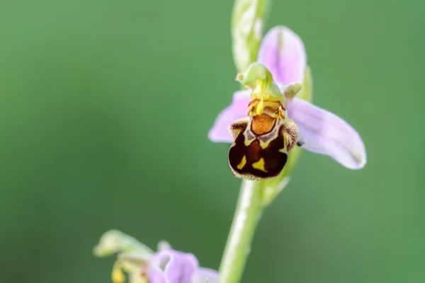 Imagem da rara orquídea das abelhas Ophrys Apifera, vida selvagem baleada na Baviera — Fotografia de Stock