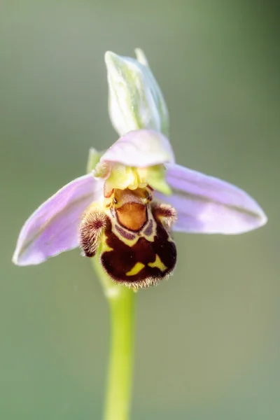 Imagem da rara orquídea das abelhas Ophrys Apifera, vida selvagem baleada na Baviera — Fotografia de Stock