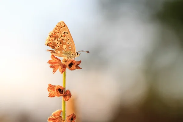 Au temps des papillons. Papillon ailé Gossamer bleu isolé au soleil du soir avec fond flou — Photo