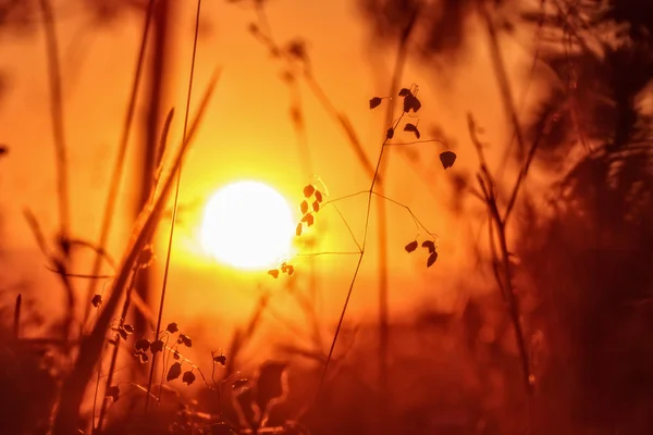 Paisagem dramática da silhueta Imagem num prado contra o pôr-do-sol no norte da Francónia, Baviera, Alemanha — Fotografia de Stock