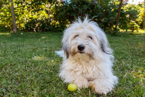 Immagine di un adulto divertente Coton de Tulear che gioca con una mela in giardino — Foto Stock