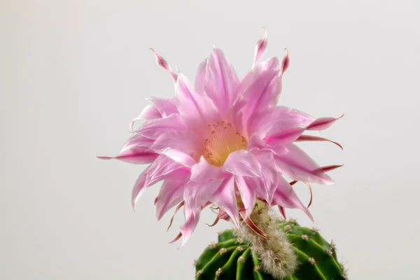 Macro de um Echinopsis florescendo na frente de um fundo preto — Fotografia de Stock