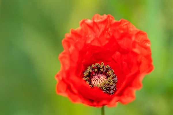 Roter Herbstmohn — Stockfoto