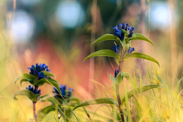 Wildlife Picture of a rare star gentian in Bavaria — Stock Photo, Image