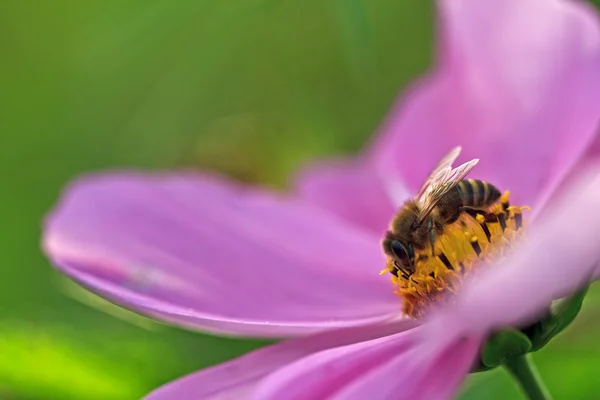 Prostřed makro obrázek Bee na květ, včely a květiny — Stock fotografie