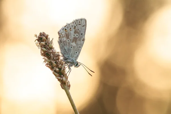 Butterfly in the morning Sun — Stock Photo, Image